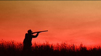 С 15 мая открывается сезон охоты на косулю и оленя пятнистого