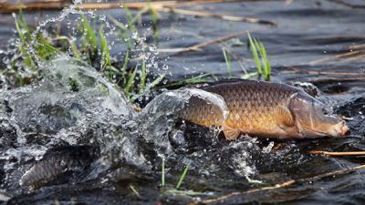 Инспекция охраны животного и растительного мира выявила 33 факта незаконной добычи рыбы во время нереста